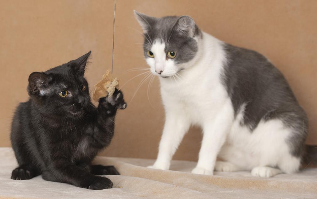 Enlarge Ingrid & Raquel, a Adopted Domestic Short Hair in Chicago, IL image 5/5