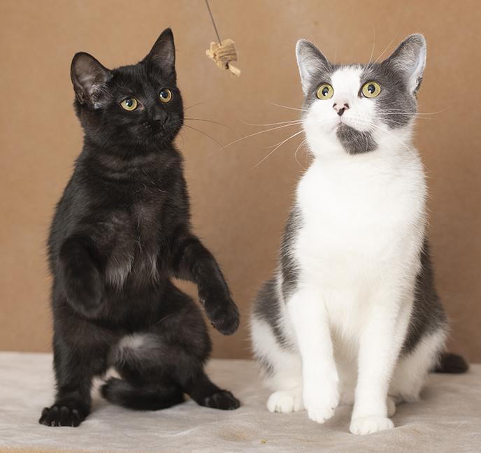 Enlarge Ingrid & Raquel, a Adopted Domestic Short Hair in Chicago, IL image 4/5