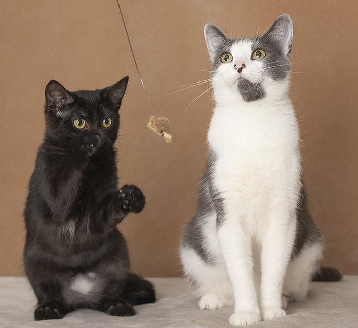 Enlarge Ingrid & Raquel, a Adopted Domestic Short Hair in Chicago, IL image 2/5