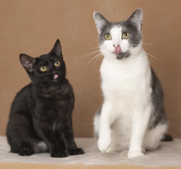 Ingrid & Raquel, Adopted, Kitten Female Domestic Short Hair.
