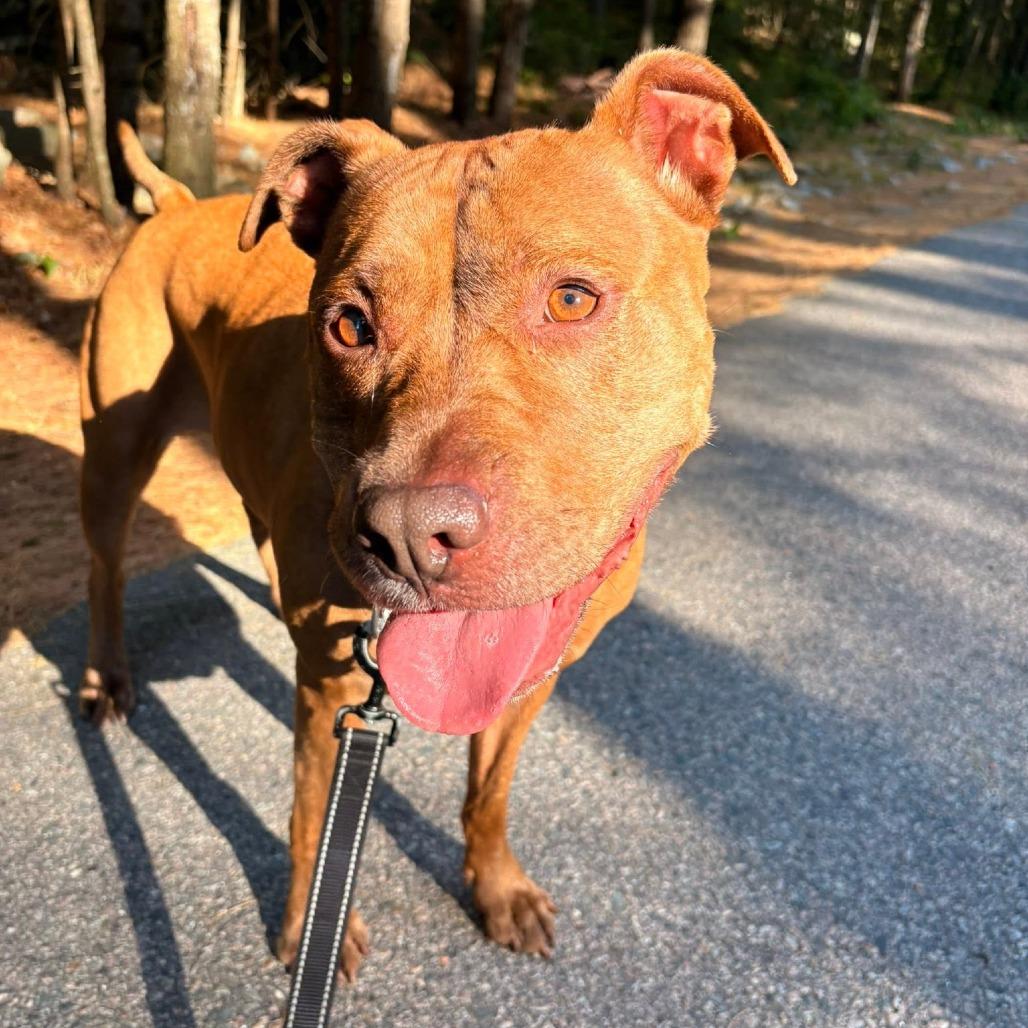 Londyn, a Adoptable American Staffordshire Terrier in Brockton, MA image 2/6