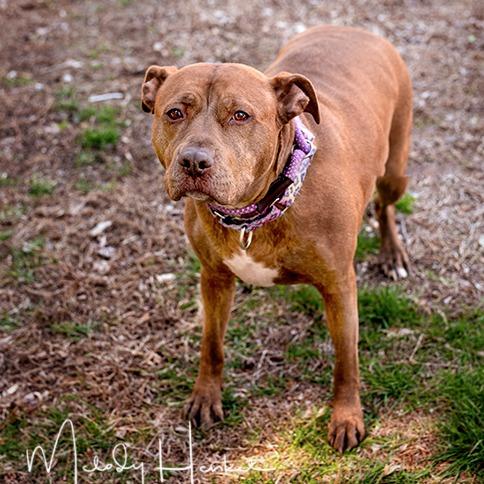 Londyn, a Adoptable American Staffordshire Terrier in Brockton, MA image 3/6