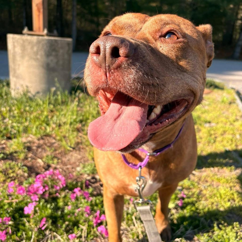 Londyn, a Adoptable American Staffordshire Terrier in Brockton, MA image 4/6