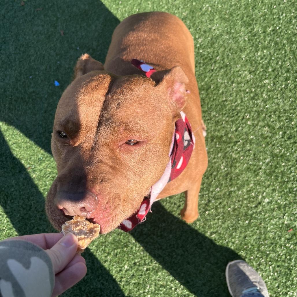 Londyn, a Adoptable American Staffordshire Terrier in Brockton, MA image 5/6