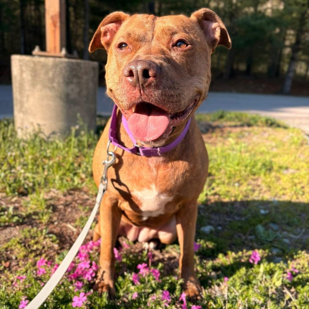 Londyn, a Adoptable American Staffordshire Terrier in Brockton, MA image 6/6