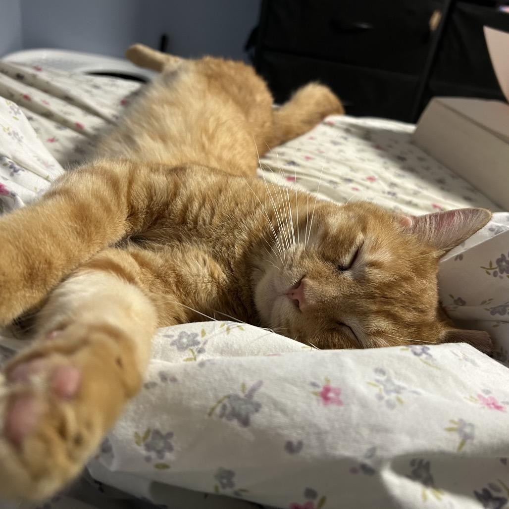 Peach, Adoptable, Young Male Domestic Short Hair & Domestic Short Hair.