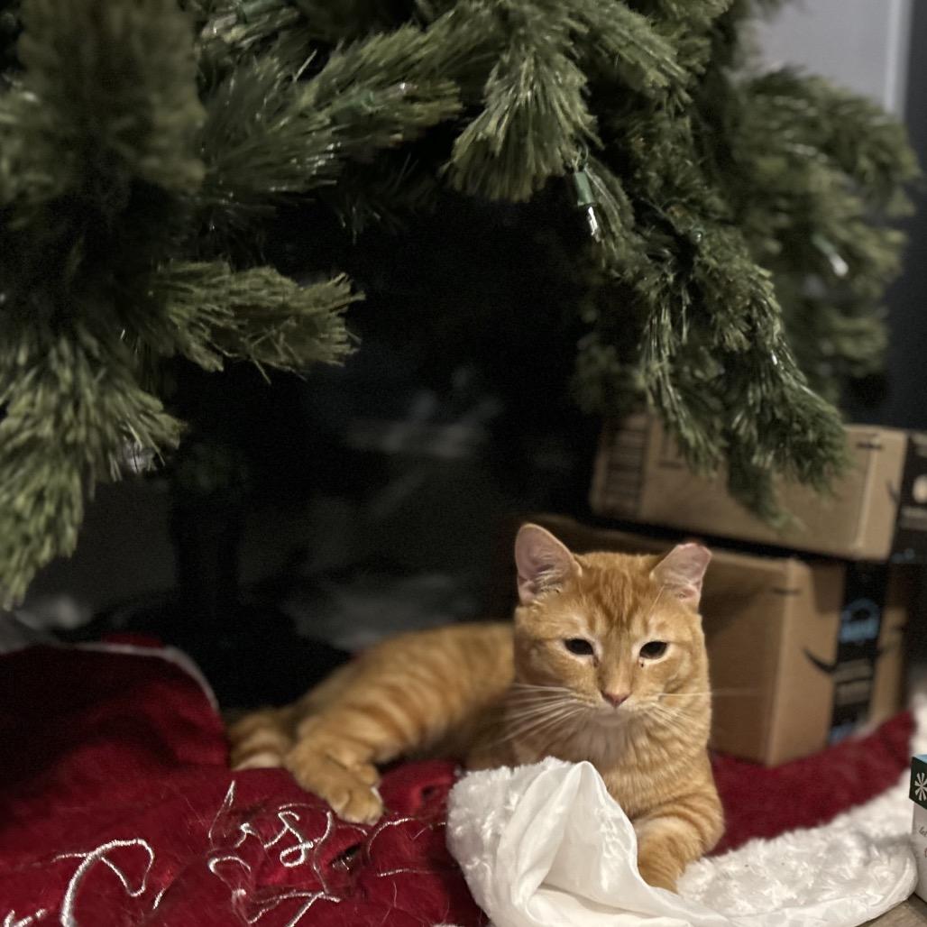 Enlarge Peach, a Adoptable mixed breed in La Grange, KY image 2/4