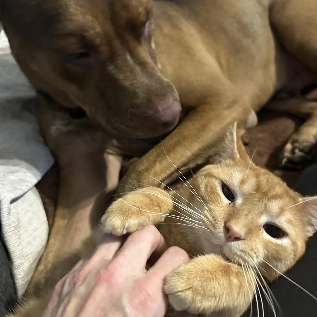 Enlarge Peach, a Adoptable mixed breed in La Grange, KY image 3/4