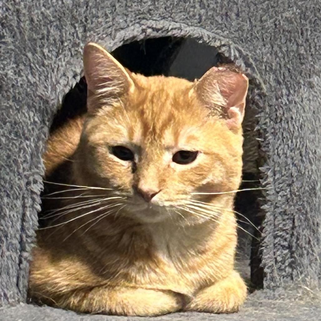 Enlarge Peach, a Adoptable mixed breed in La Grange, KY image 4/4