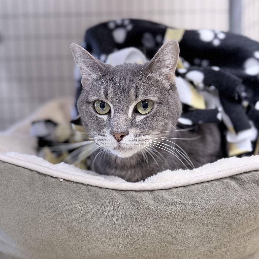 Enlarge Coco, a Adoptable Domestic Short Hair in Medford, OR image 1/1