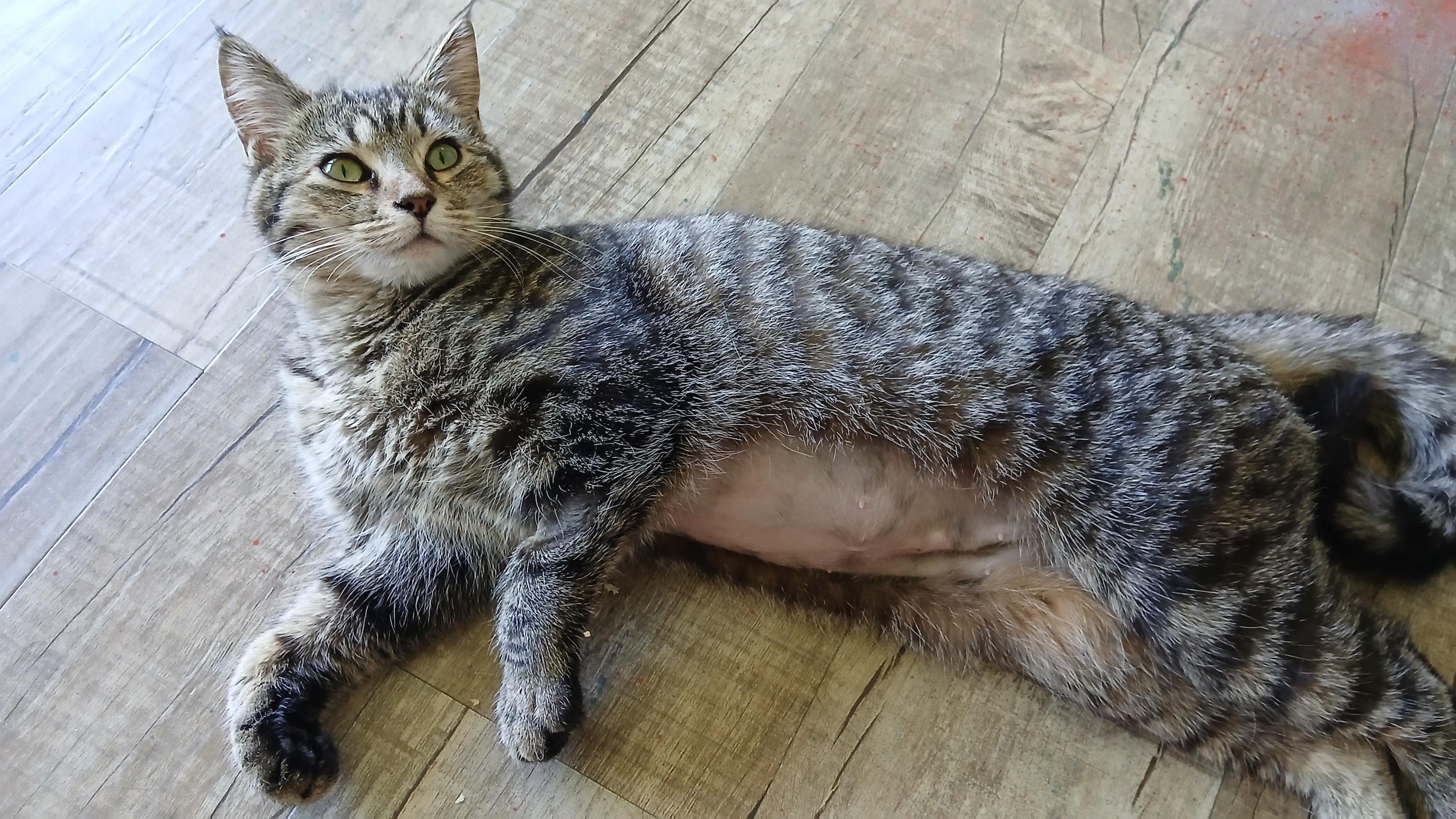 Enlarge Orchid, a ADOPTABLE Domestic Short Hair in Cullowhee, NC image 3/6