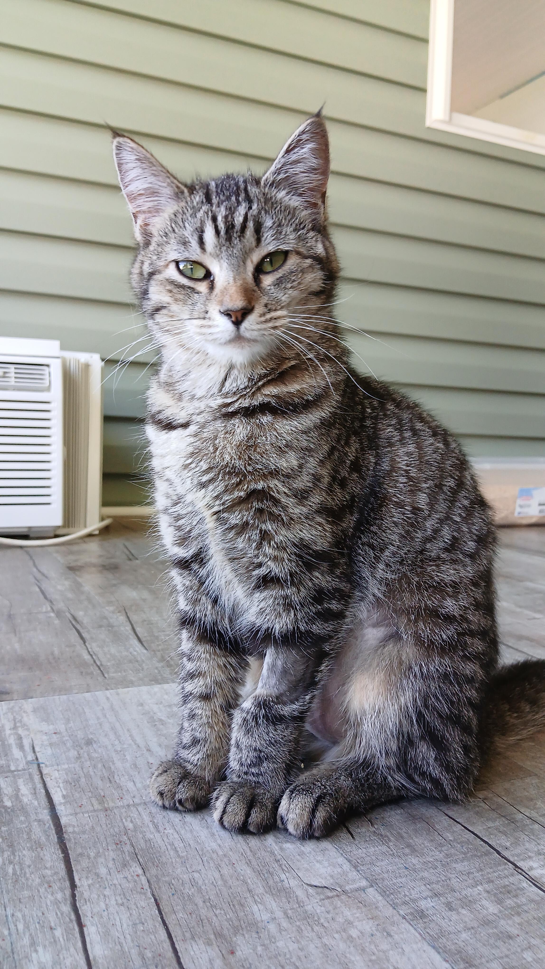 Orchid, a ADOPTABLE Domestic Short Hair in Cullowhee, NC image 3/6