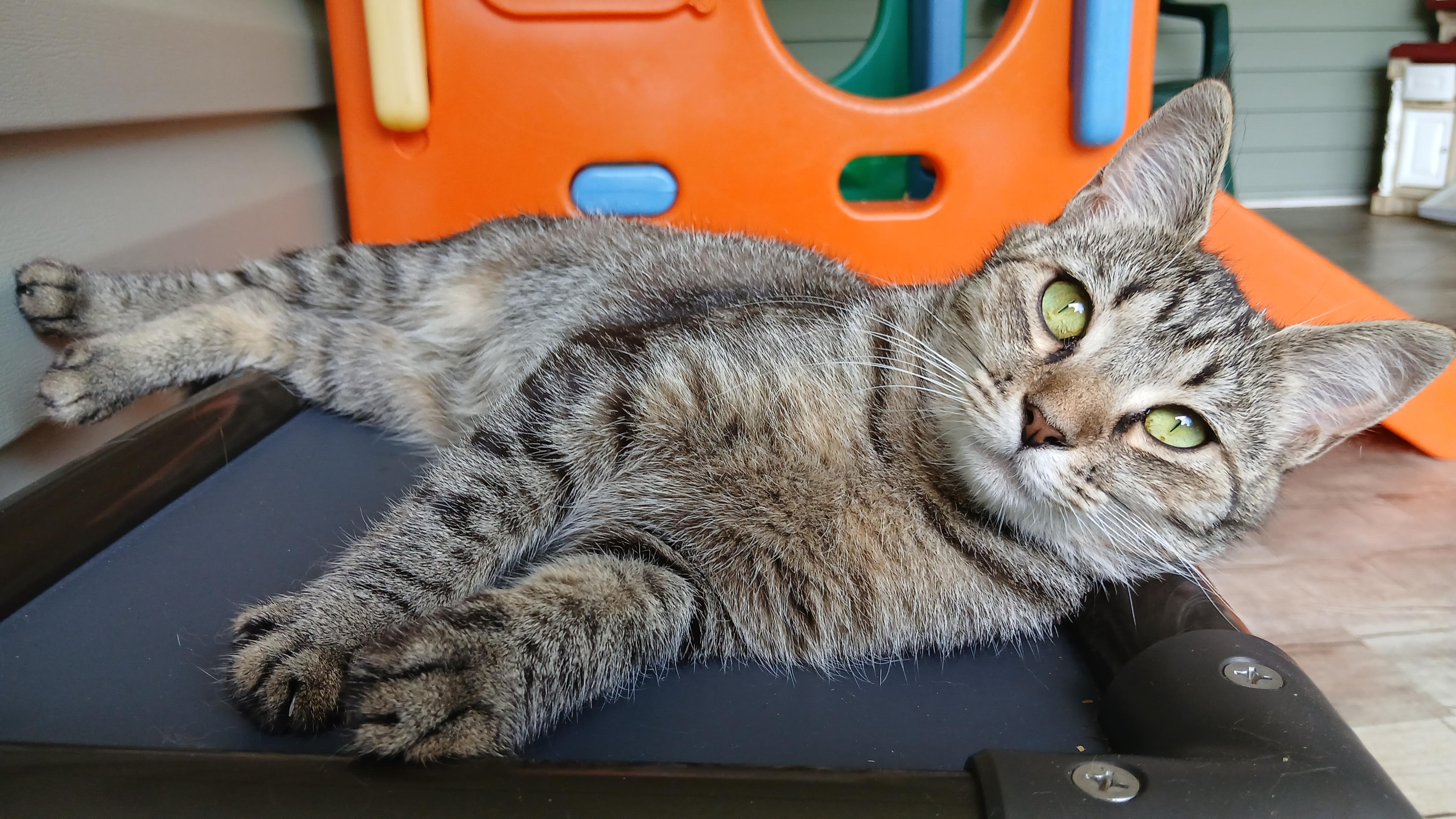 Enlarge Orchid, a ADOPTABLE Domestic Short Hair in Cullowhee, NC image 3/6