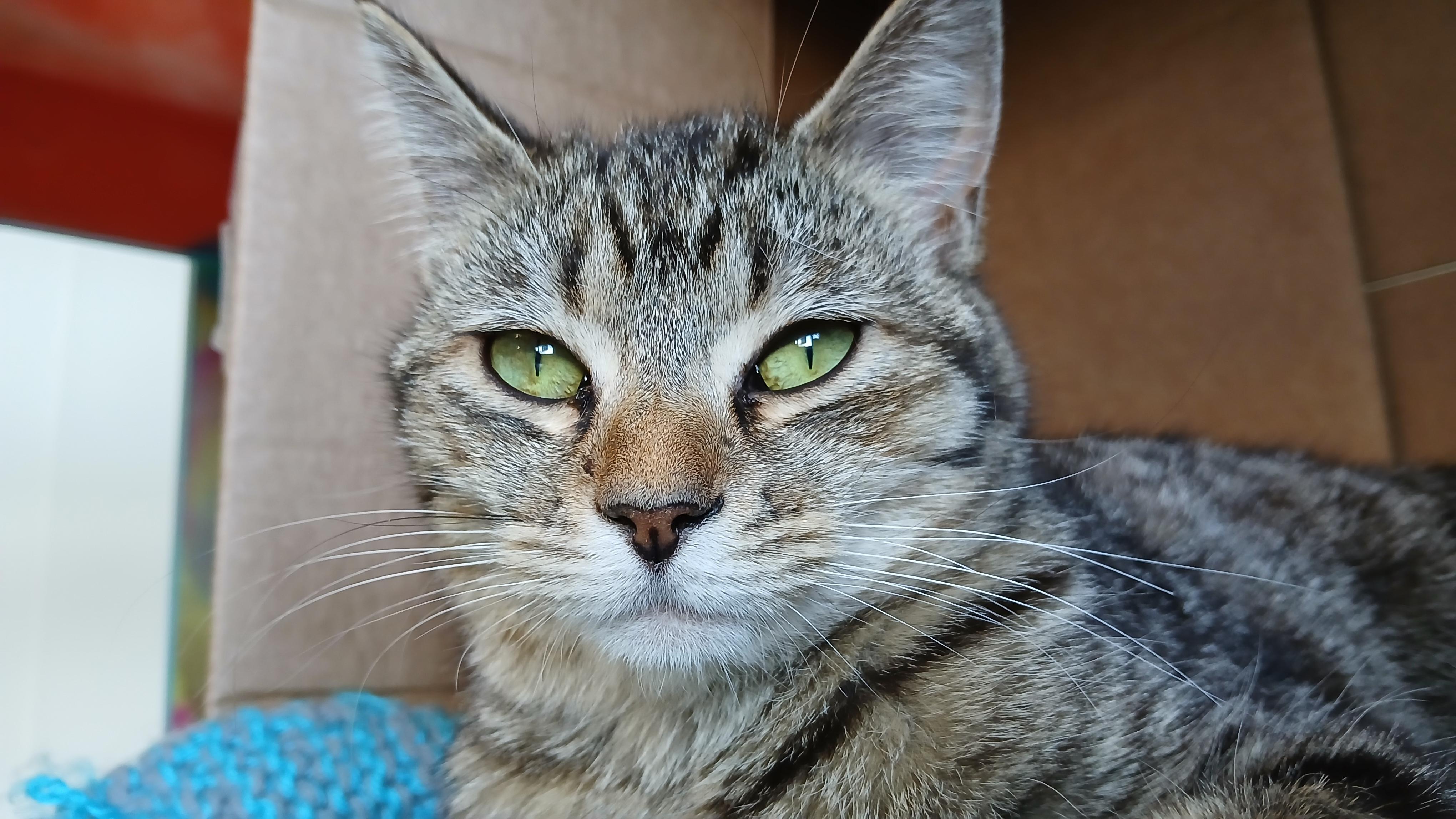 Orchid, a ADOPTABLE Domestic Short Hair in Cullowhee, NC image 4/6