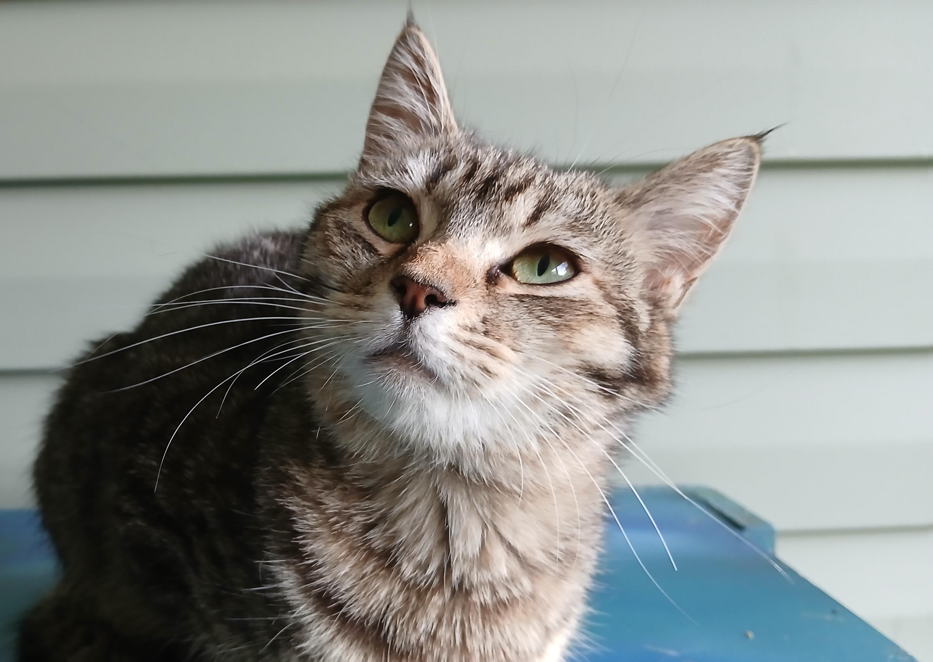 Enlarge Orchid, a ADOPTABLE Domestic Short Hair in Cullowhee, NC image 6/6