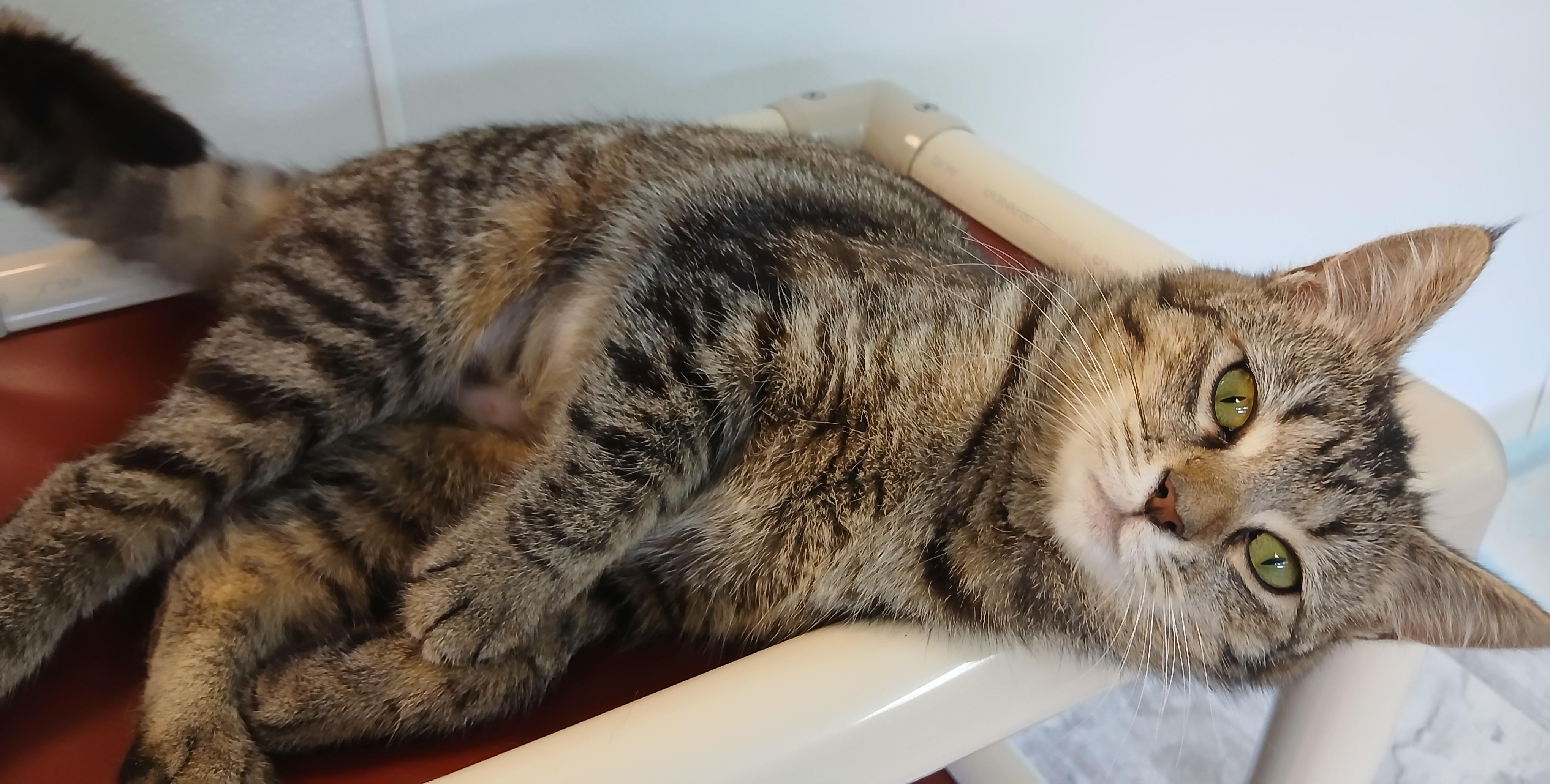 Enlarge Orchid, a ADOPTABLE Domestic Short Hair in Cullowhee, NC image 4/6