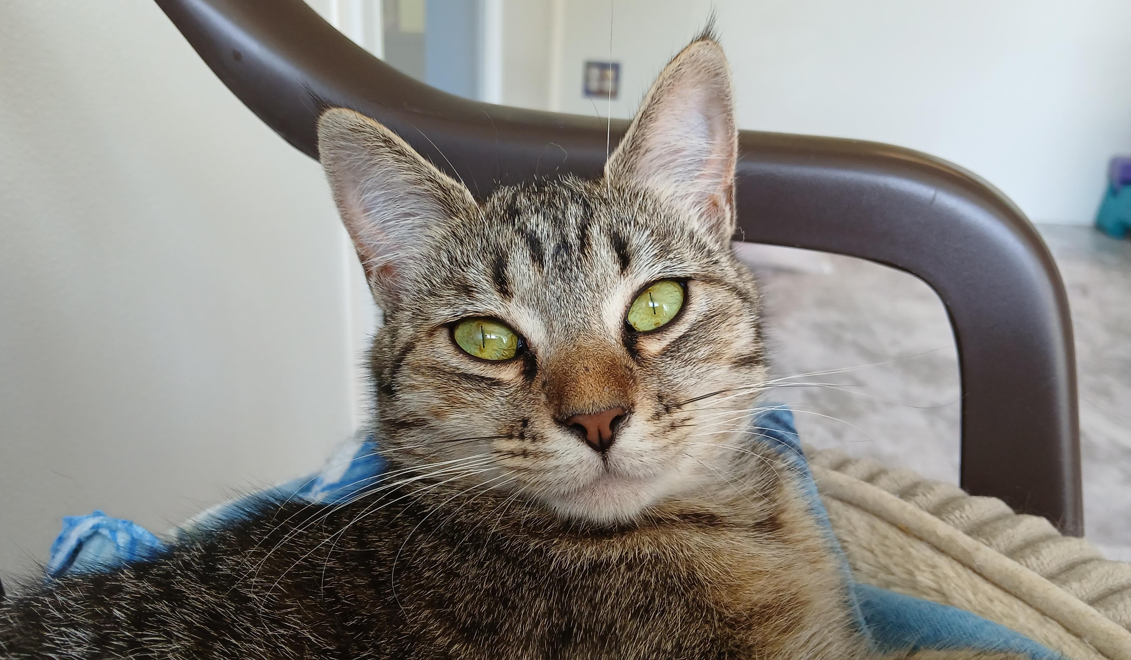 Orchid, ADOPTABLE, Young Female Domestic Short Hair.