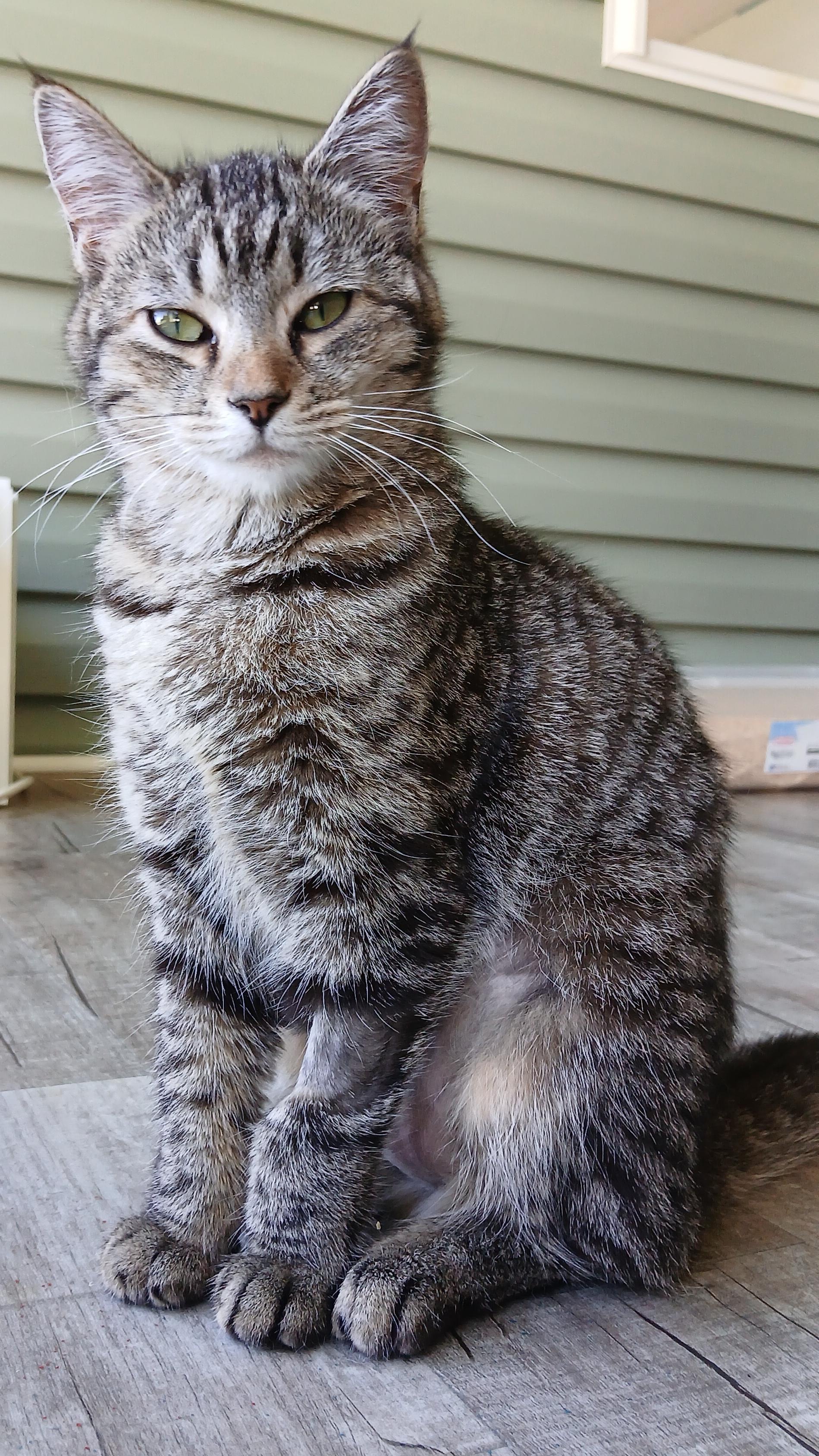 Enlarge Orchid, a ADOPTABLE Domestic Short Hair in Cullowhee, NC image 5/6