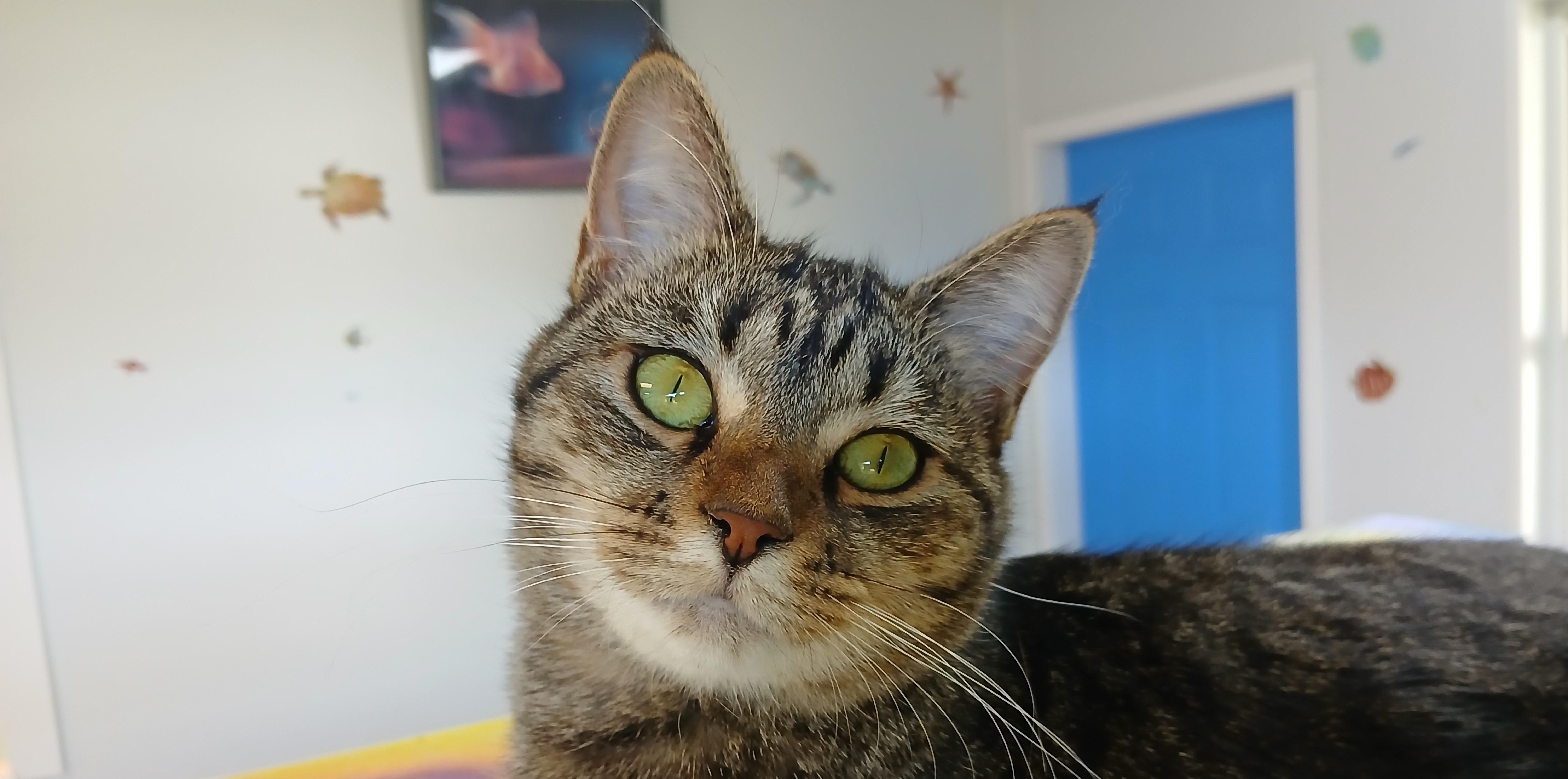 Enlarge Orchid, a Adoptable Domestic Short Hair in Cullowhee, NC image 1/6