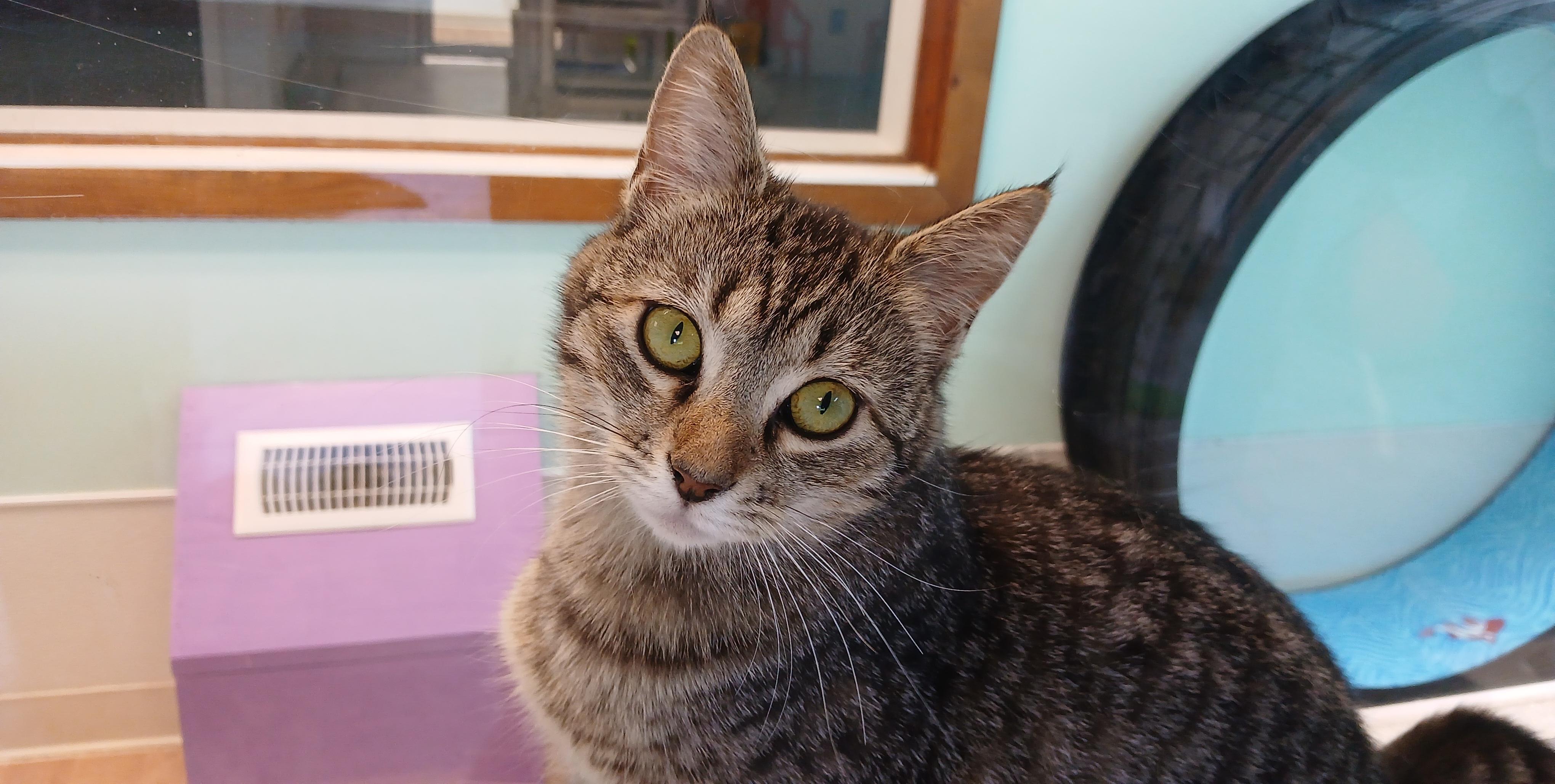 Orchid, ADOPTABLE, Young Female Domestic Short Hair.