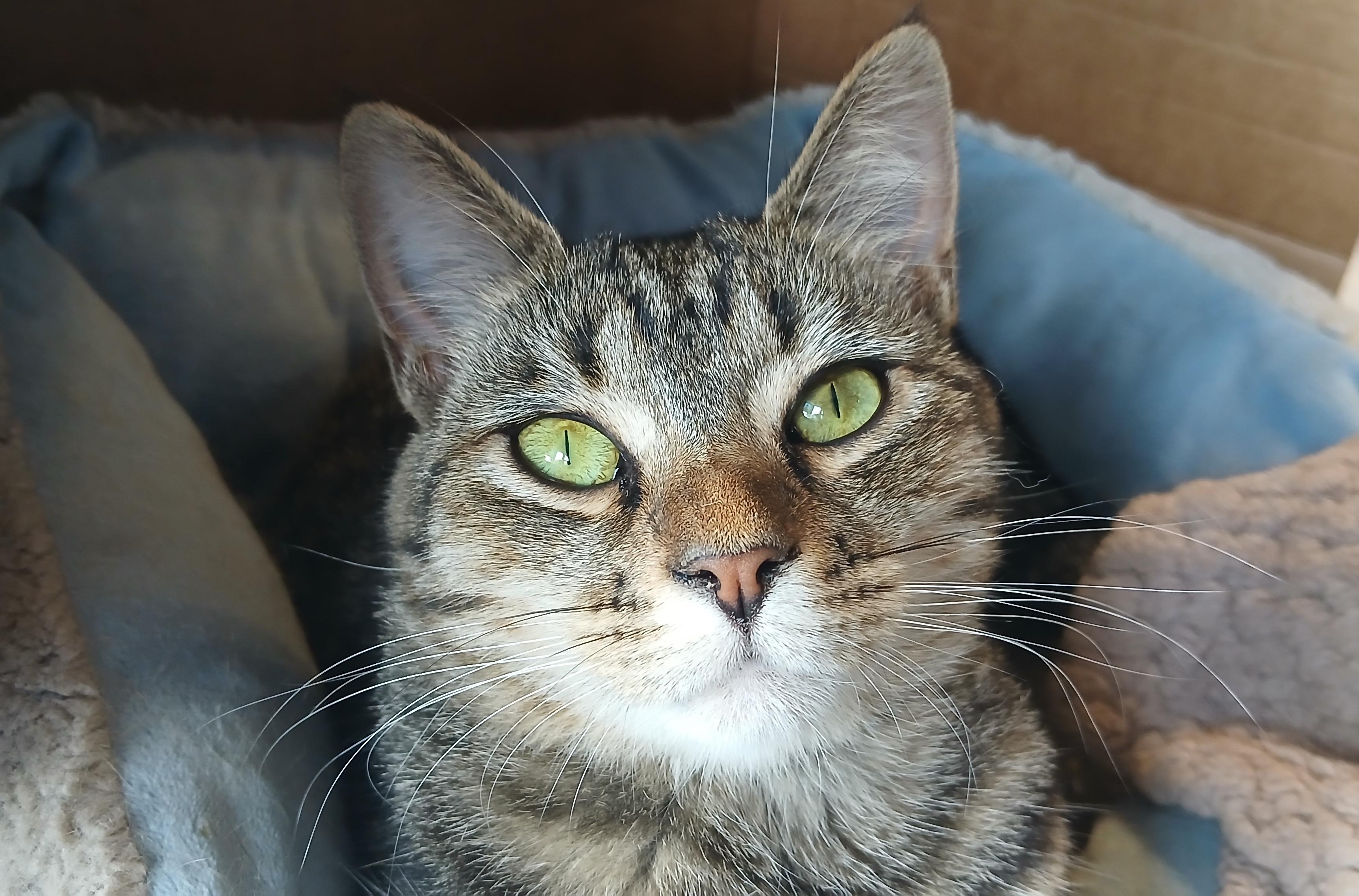 Orchid, Adoptable, Young Female Domestic Short Hair.