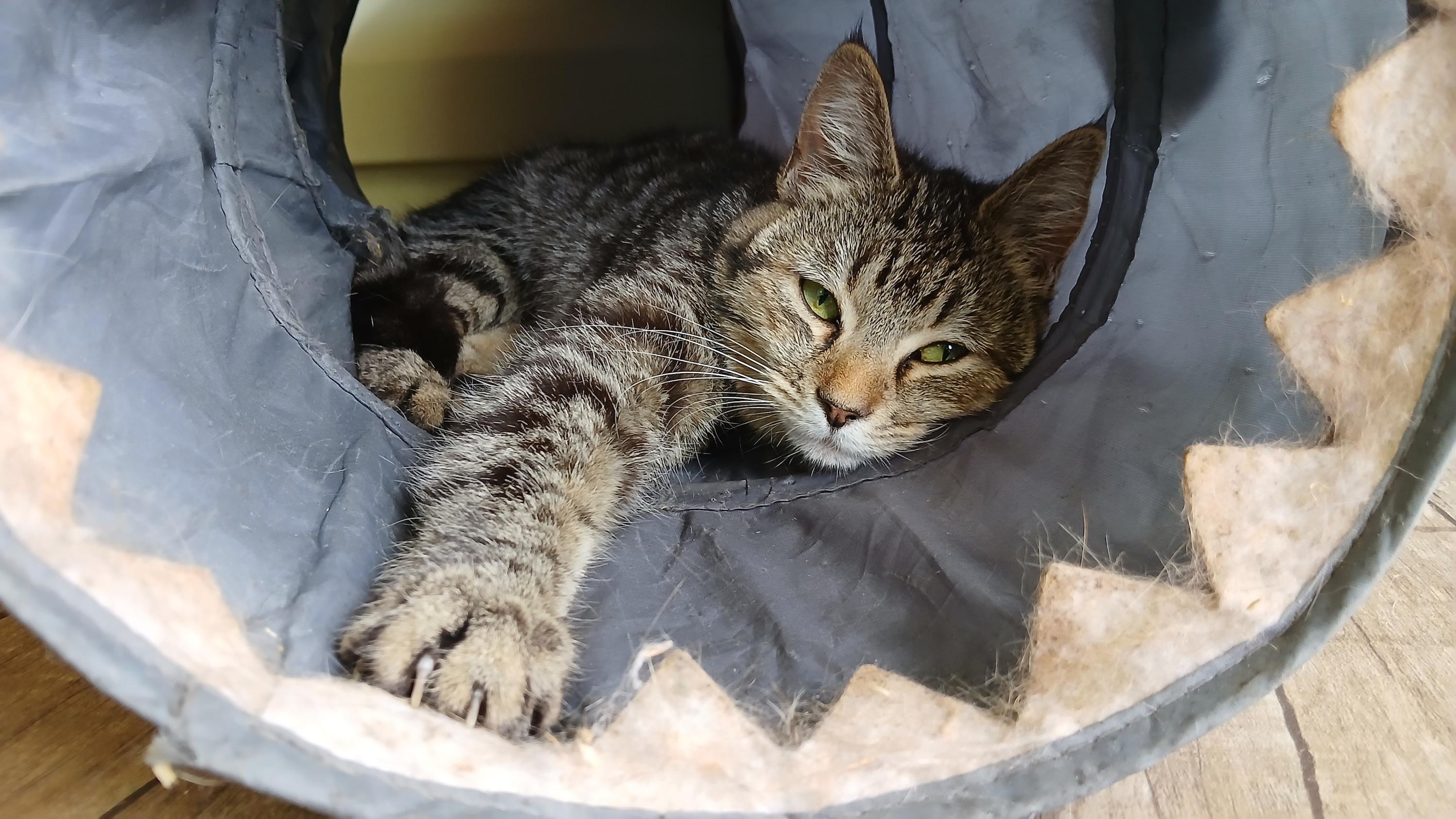 Enlarge Orchid, a ADOPTABLE Domestic Short Hair in Cullowhee, NC image 4/6