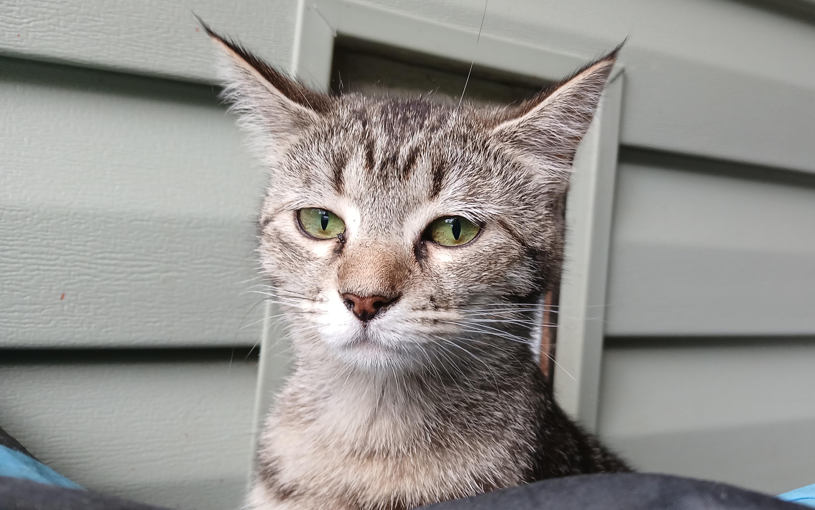 Enlarge Orchid, a ADOPTABLE Domestic Short Hair in Cullowhee, NC image 5/6