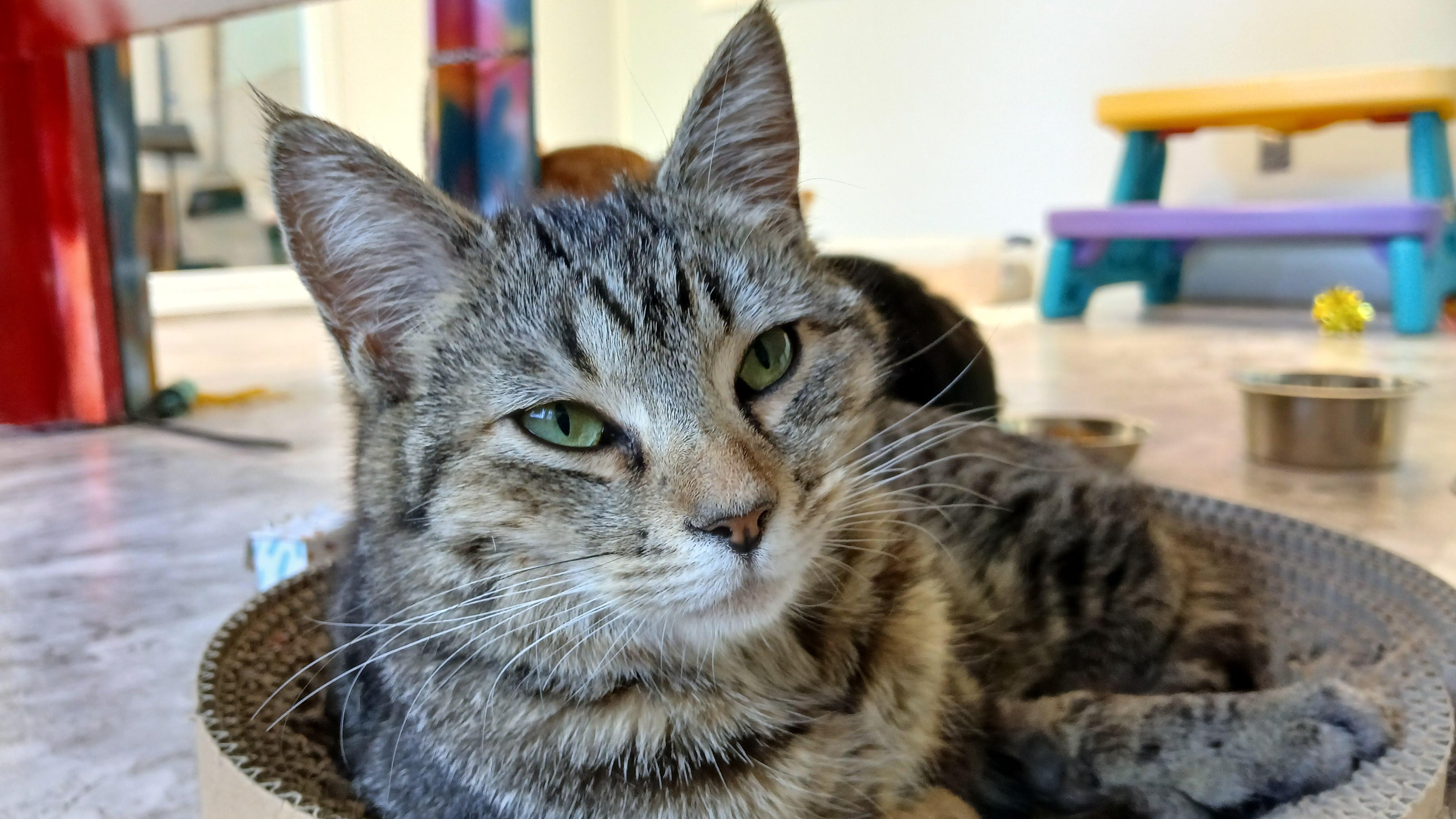 Orchid, a ADOPTABLE Domestic Short Hair in Cullowhee, NC image 6/6