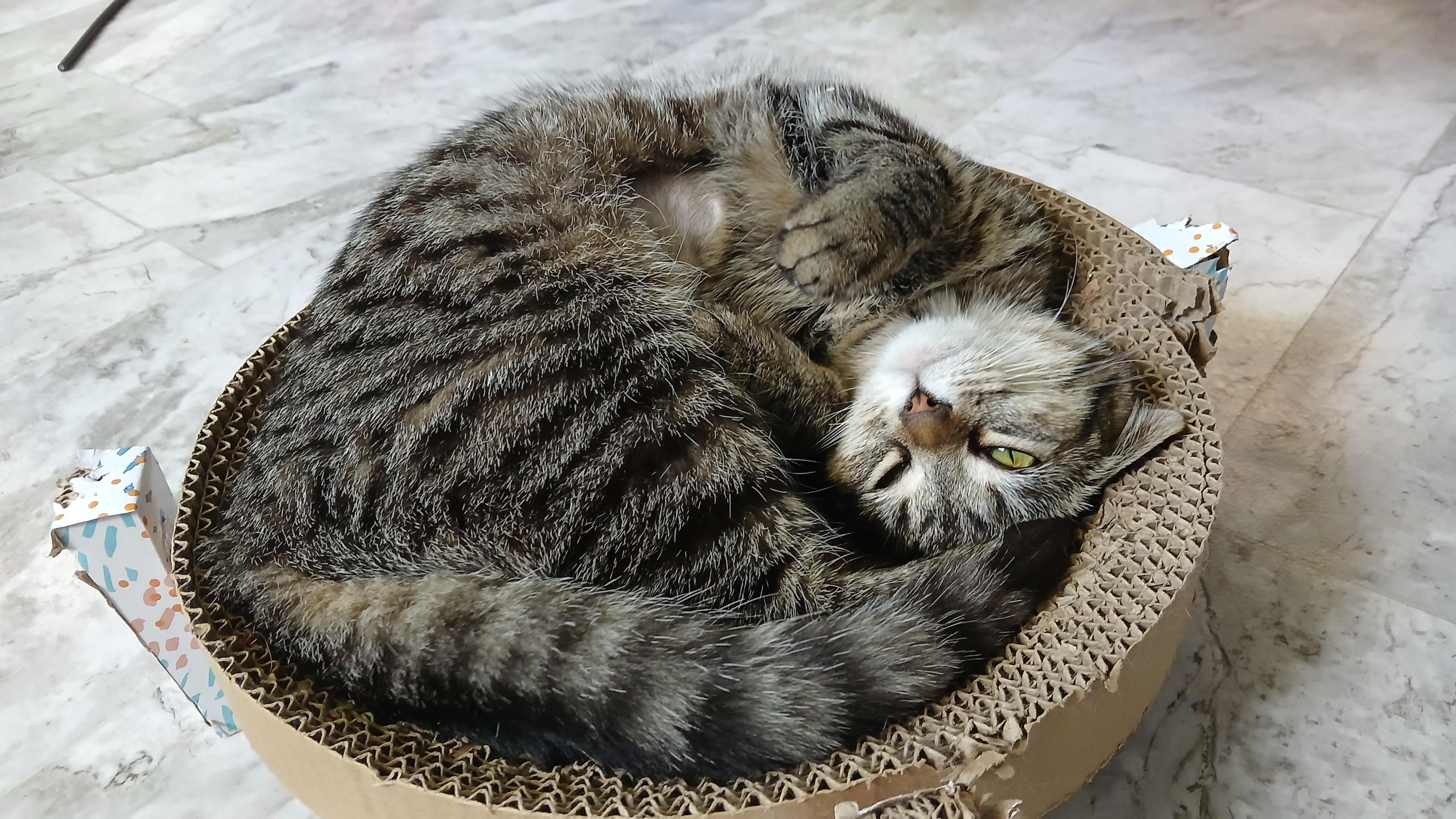 Enlarge Orchid, a ADOPTABLE Domestic Short Hair in Cullowhee, NC image 6/6