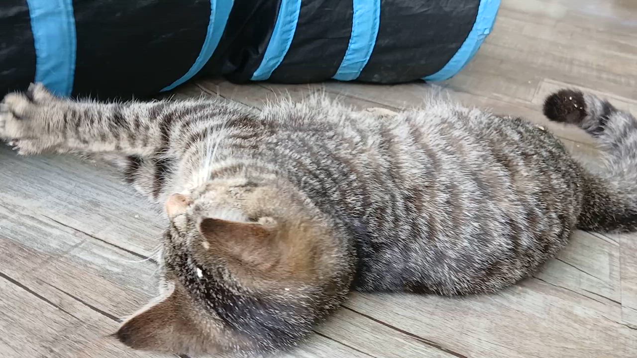 Enlarge Orchid, a ADOPTABLE Domestic Short Hair in Cullowhee, NC video 2/6