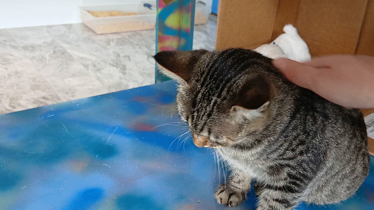 Enlarge Orchid, a Adoptable Domestic Short Hair in Cullowhee, NC video 2/6