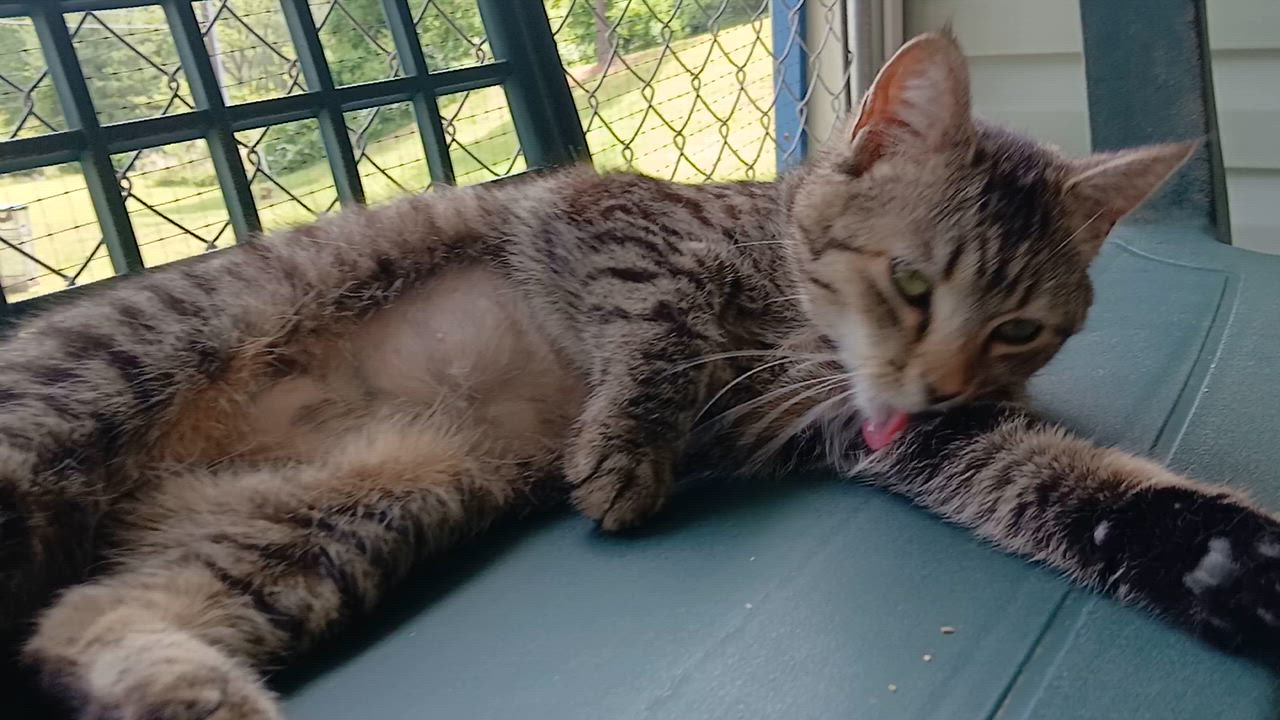 Enlarge Orchid, a ADOPTABLE Domestic Short Hair in Cullowhee, NC video 2/6