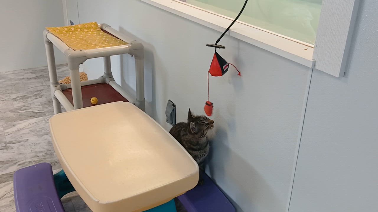 Enlarge Orchid, a Adoptable Domestic Short Hair in Cullowhee, NC video 4/6