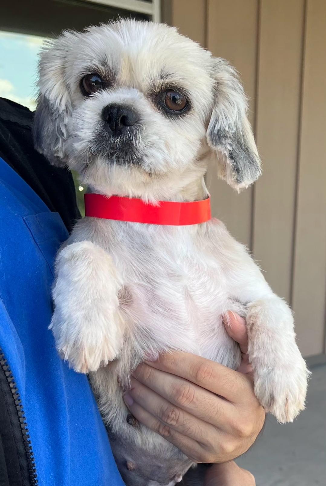 Daisy, adopted, Young Female Shih Tzu & Lhasa Apso.