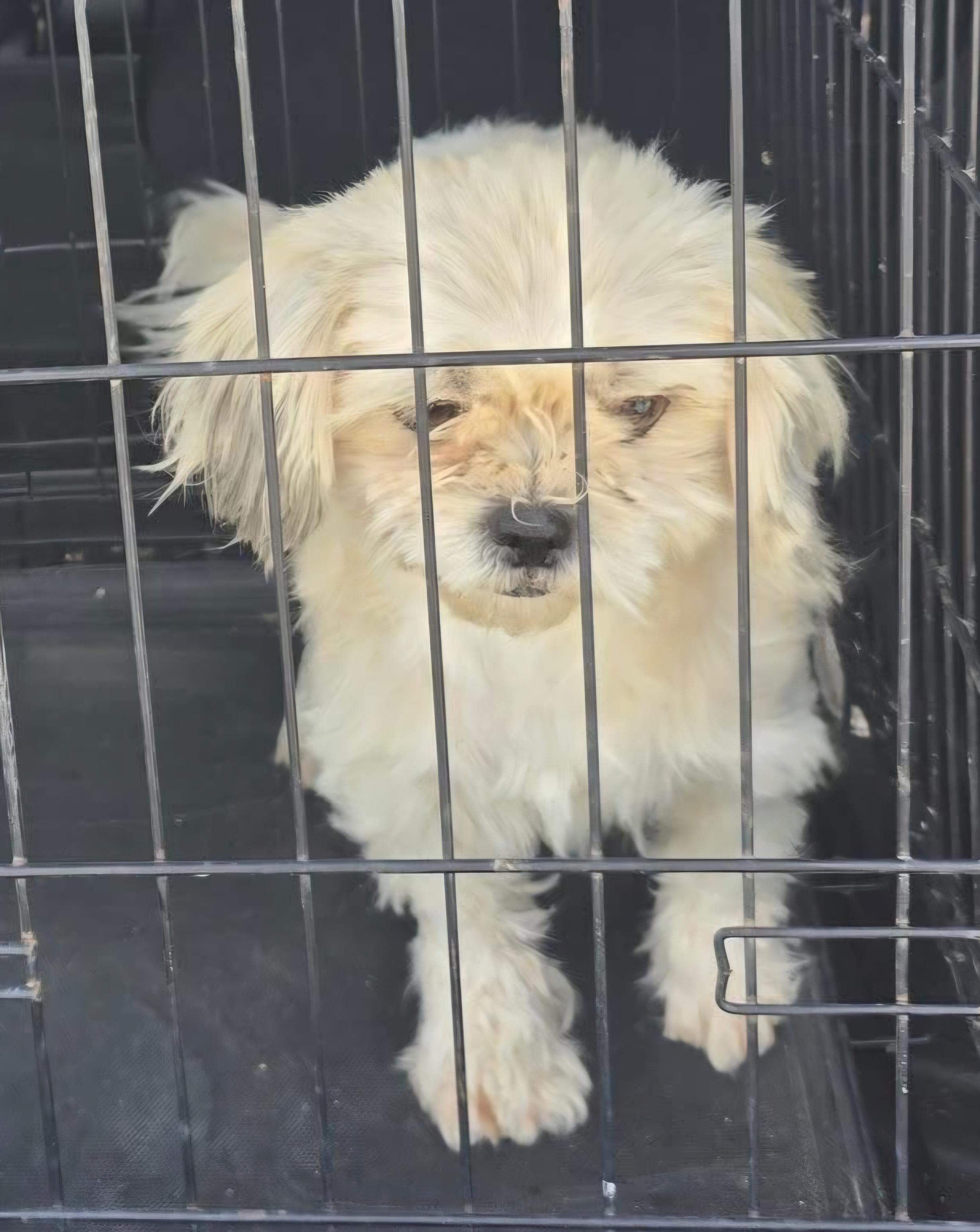 Enlarge Daisy, an adopted mixed breed in Sharon, CT image 2/2