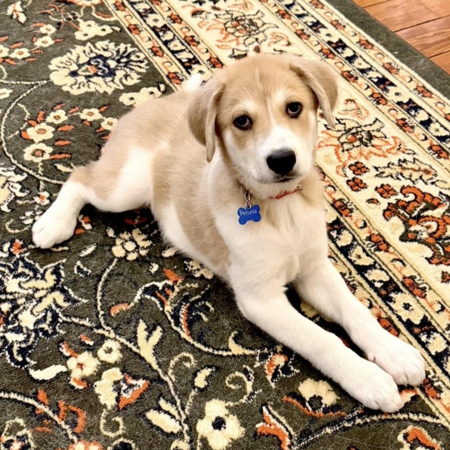 Petunia, adopted, Puppy Female Great Pyrenees.