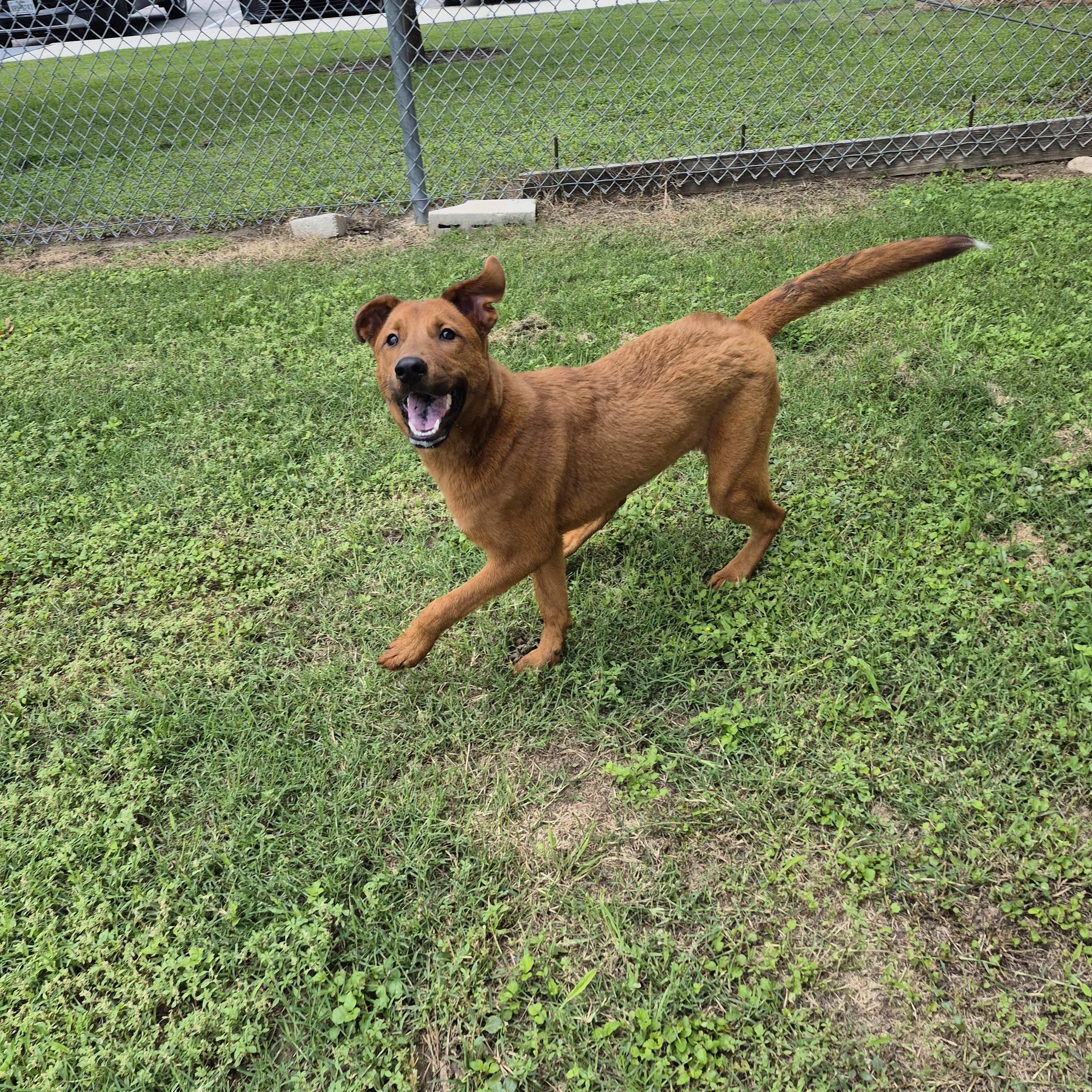 Sabritas, a ADOPTABLE Mixed Breed in Schertz, TX image 3/4