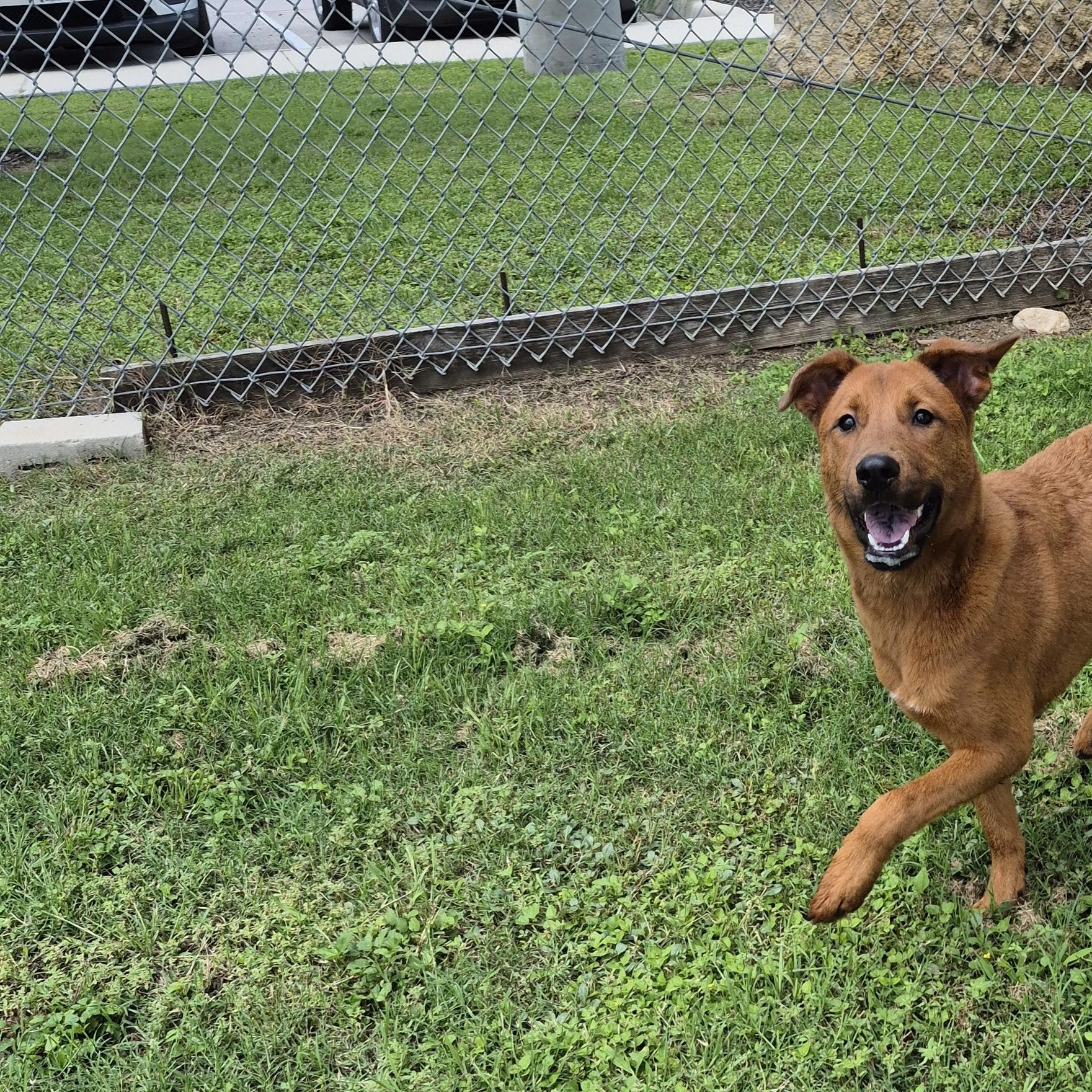 Sabritas, a ADOPTABLE Mixed Breed in Schertz, TX image 4/4