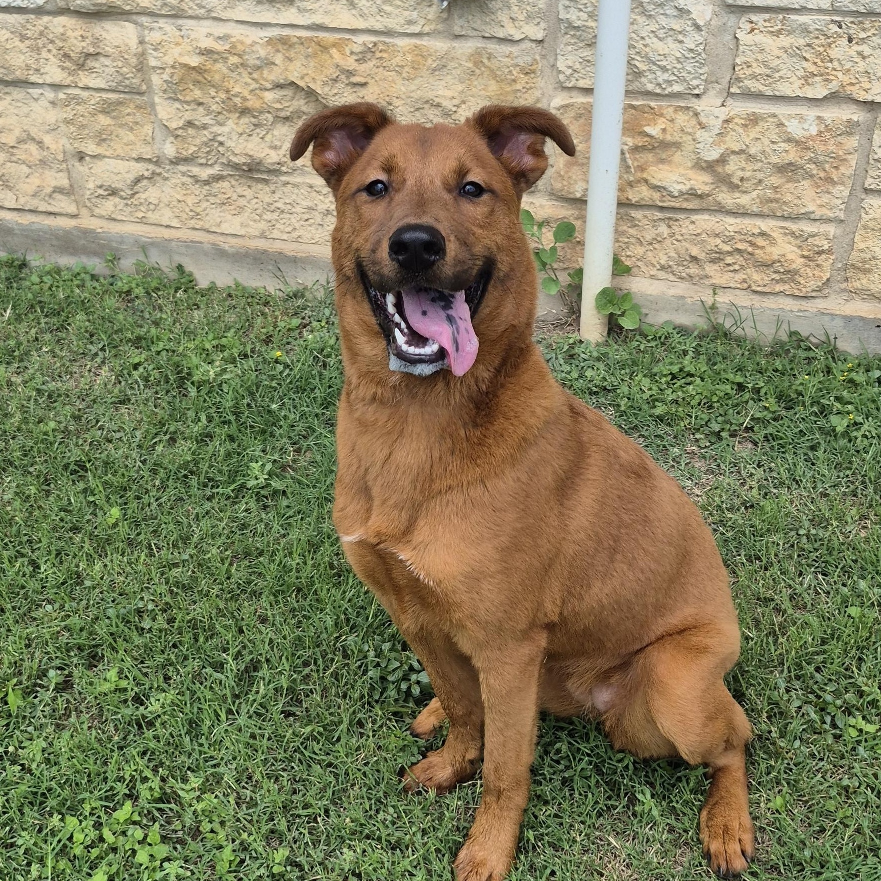 Sabritas, ADOPTABLE, Adult Female Mixed Breed.