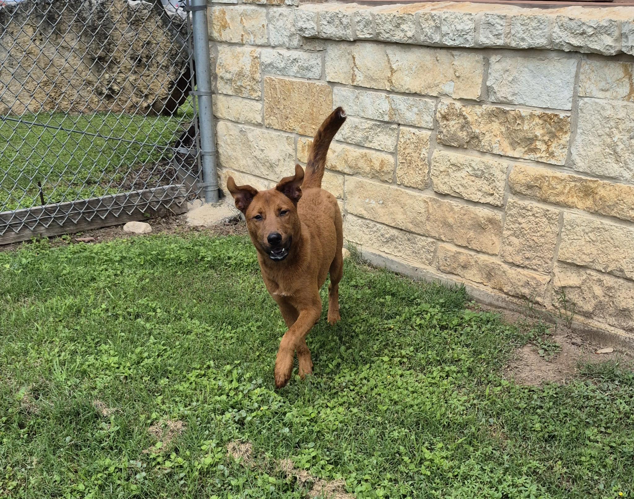Sabritas, a ADOPTABLE Mixed Breed in Schertz, TX image 2/4