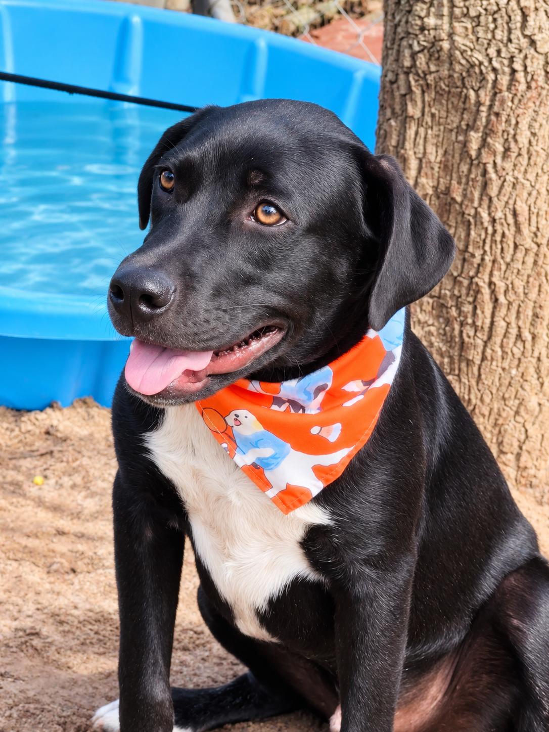 Big Mikey, Adoptable, Young Male Labrador Retriever & Bulldog.