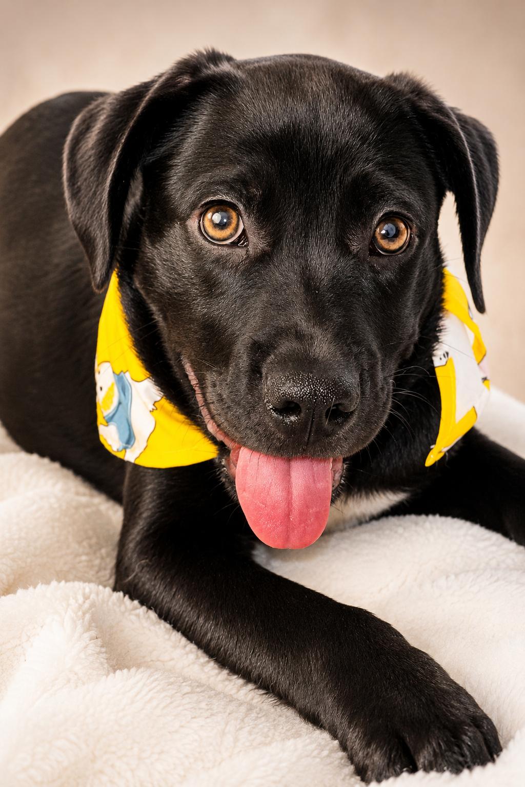 Big Mikey, a ADOPTABLE mixed breed in Jacksonville, FL image 3/3