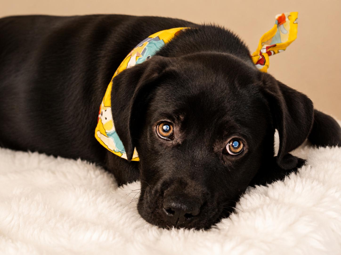 Big Mikey, ADOPTABLE, Puppy Male Labrador Retriever & Bulldog.