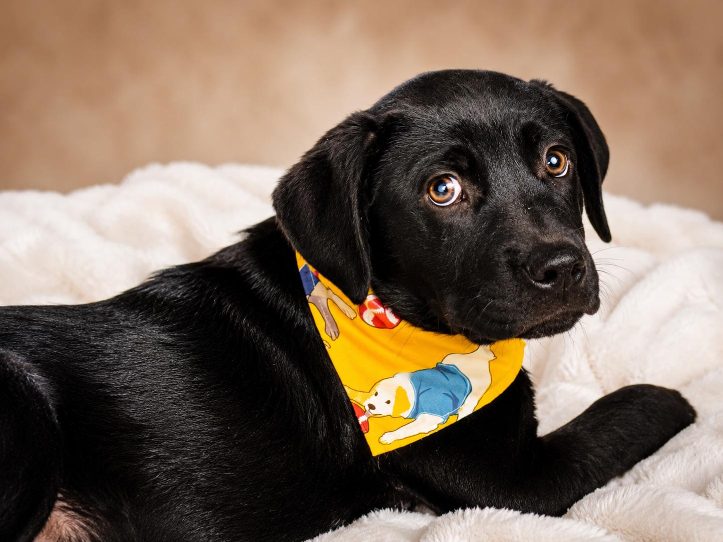 Big Mikey, a ADOPTABLE mixed breed in Jacksonville, FL image 2/3