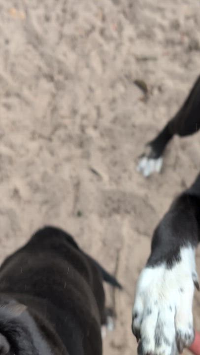 Enlarge Big Mikey, a ADOPTABLE mixed breed in Jacksonville, FL video 6/6