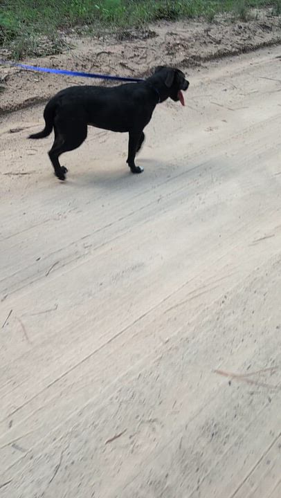 Enlarge Big Mikey, a Adoptable mixed breed in Jacksonville, FL video 6/6