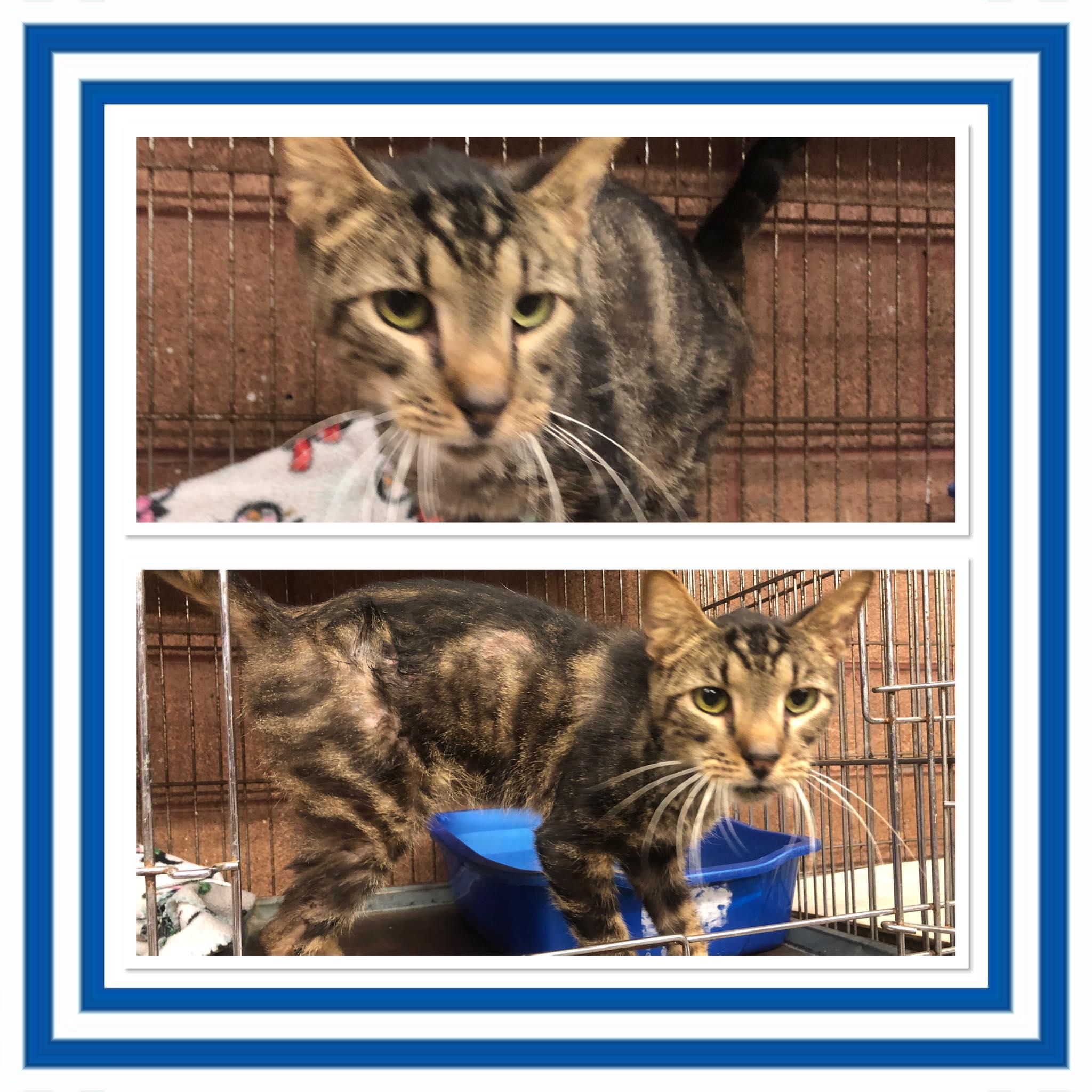 Enlarge ITSY BITSY , a ADOPTABLE Domestic Short Hair in Buckhannon, WV image 1/1