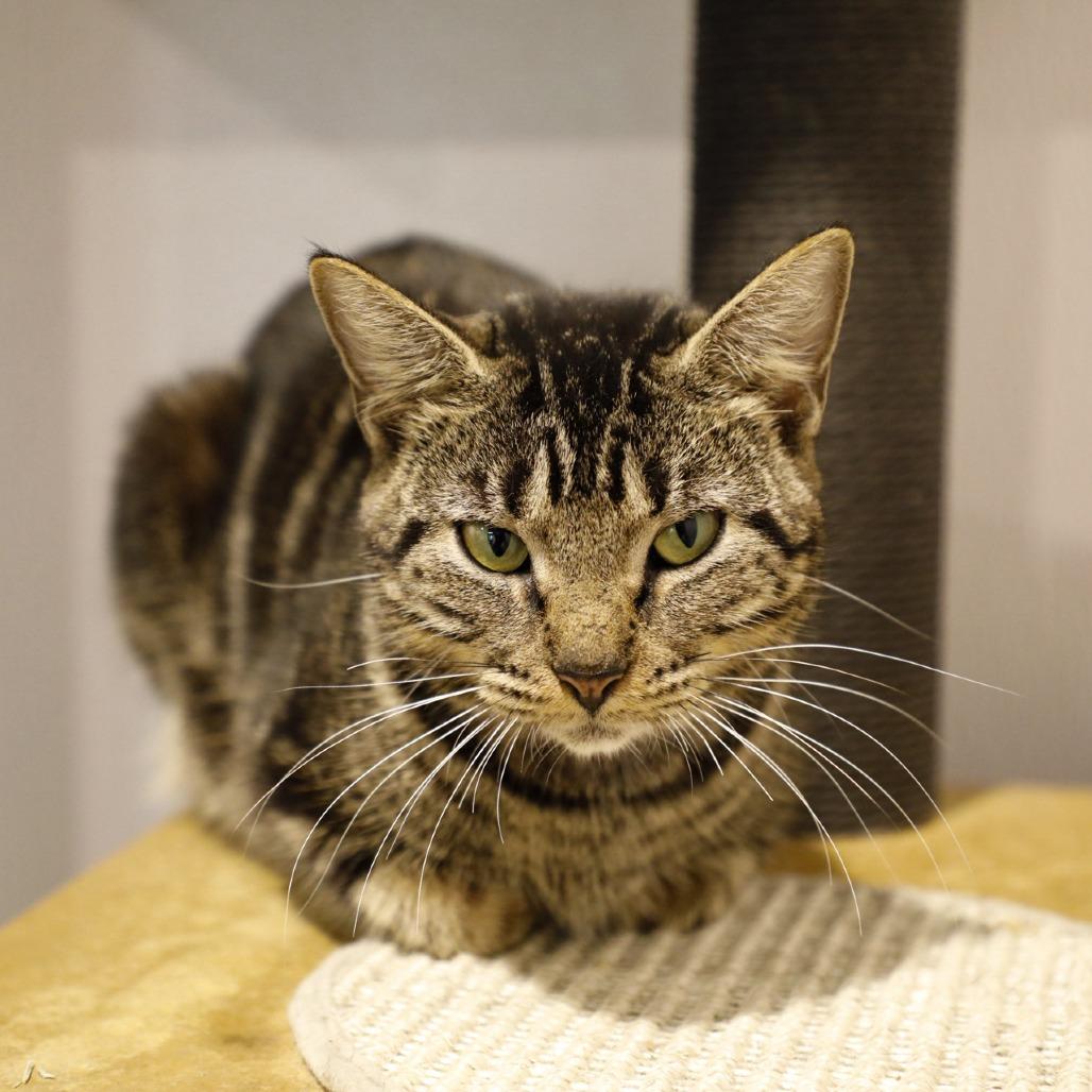 Queen, Adoptable, Adult Female Bengal.