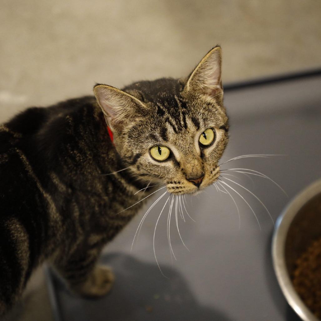 Enlarge Queen, a Adoptable Bengal in Tampa, FL image 2/5