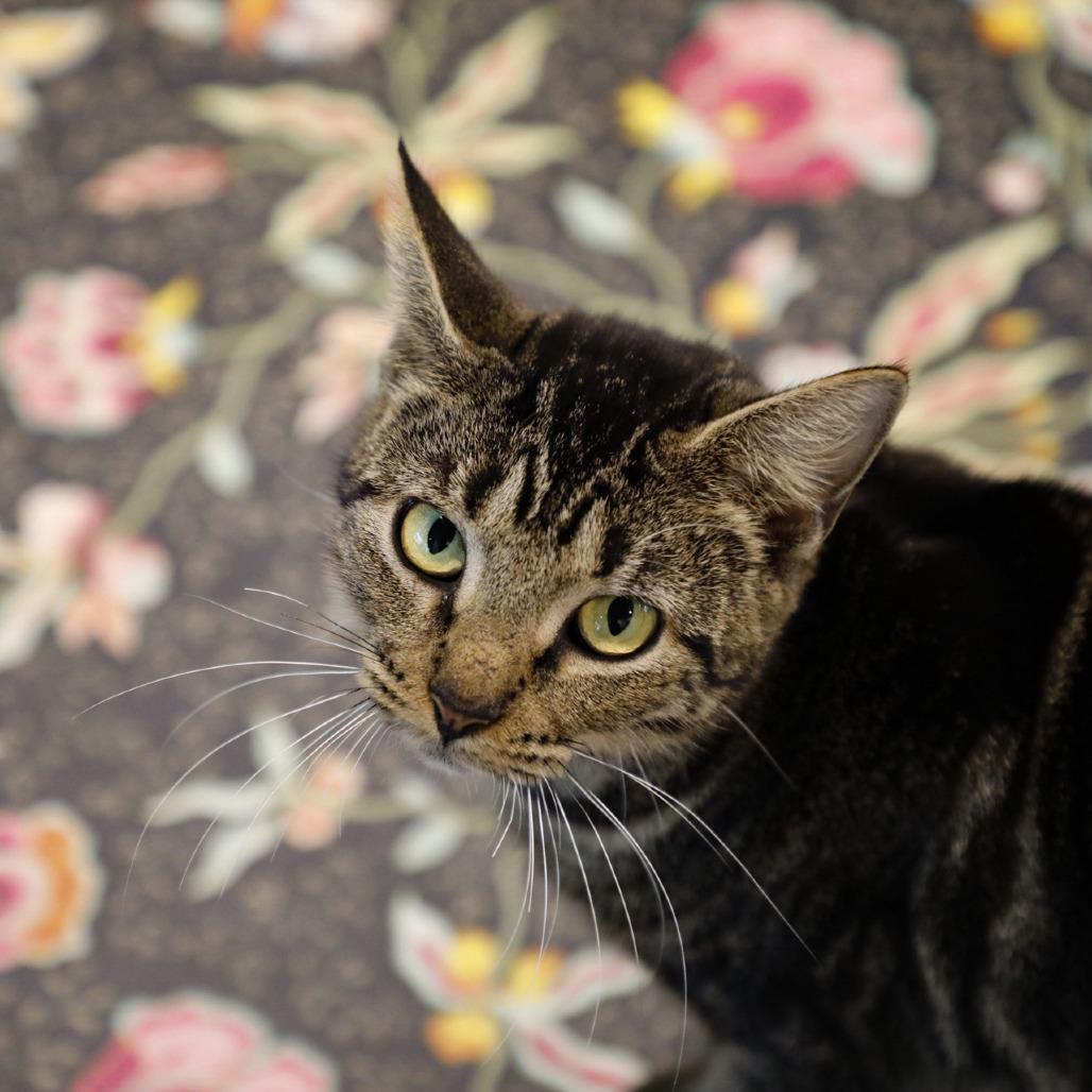 Enlarge Queen, a Adoptable Bengal in Tampa, FL image 3/5